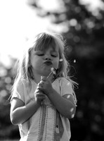 Dandelion